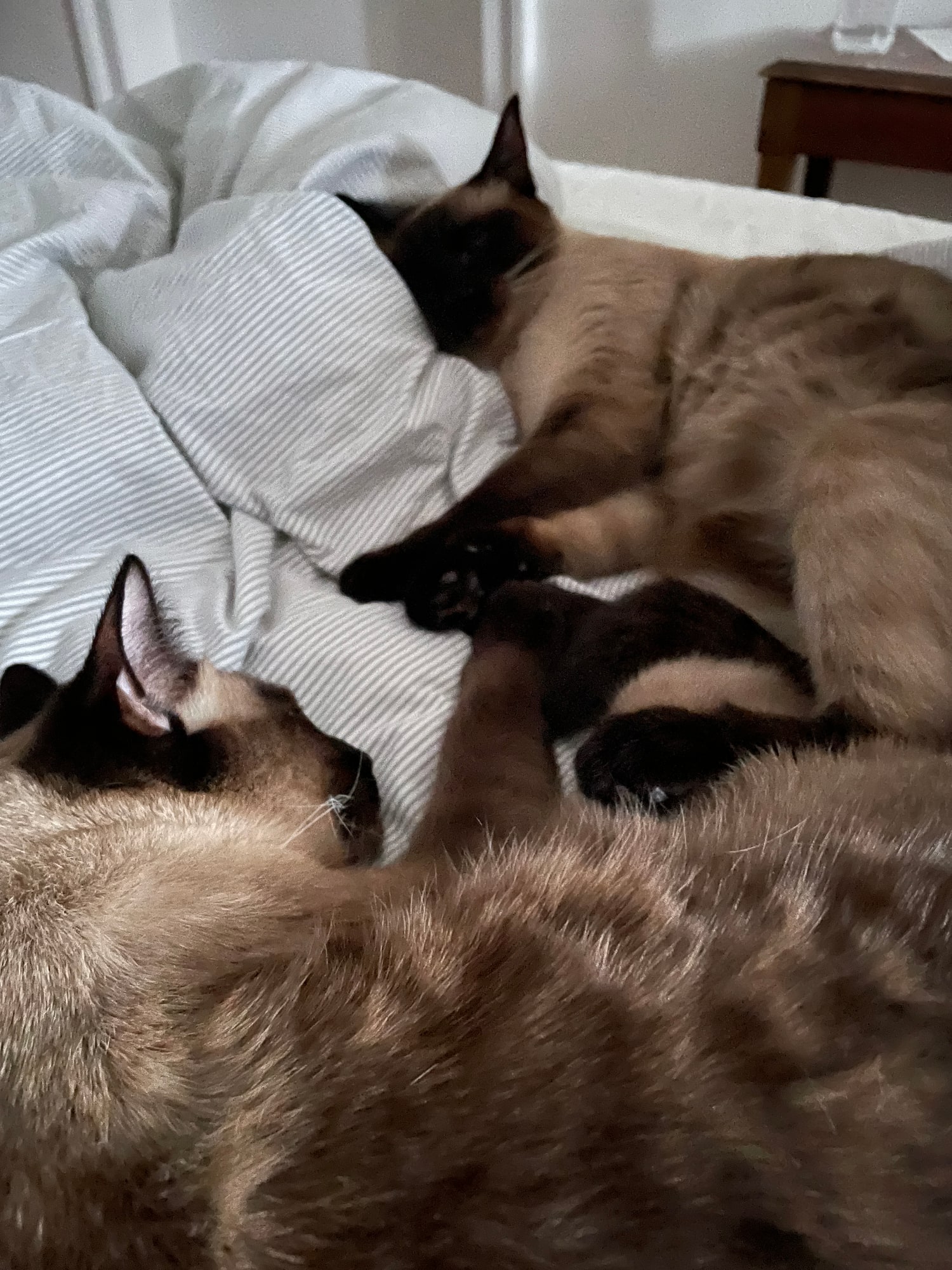 Two cats sleep together on rumpled bed linen.