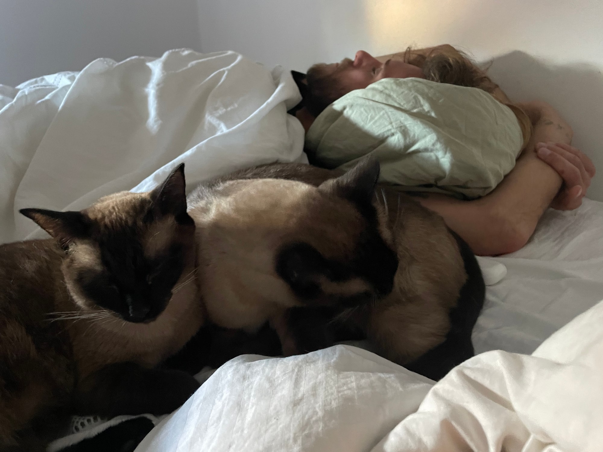 A man sleeps in bed behind a cat resting in the foreground.
