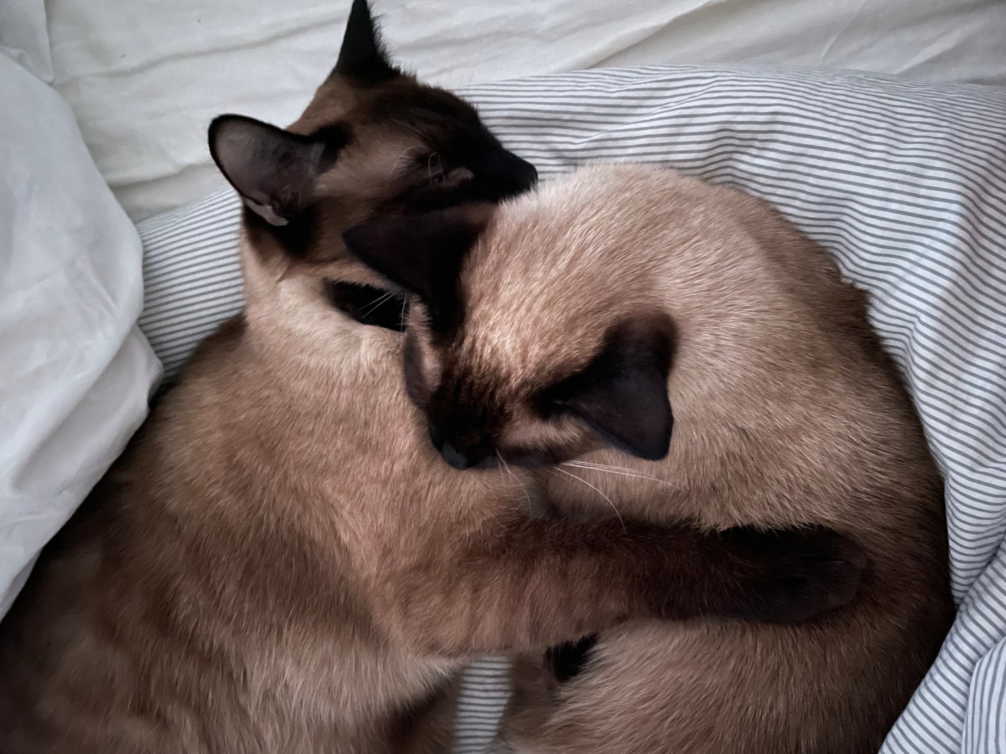 Two cats curl up together on striped bedding.