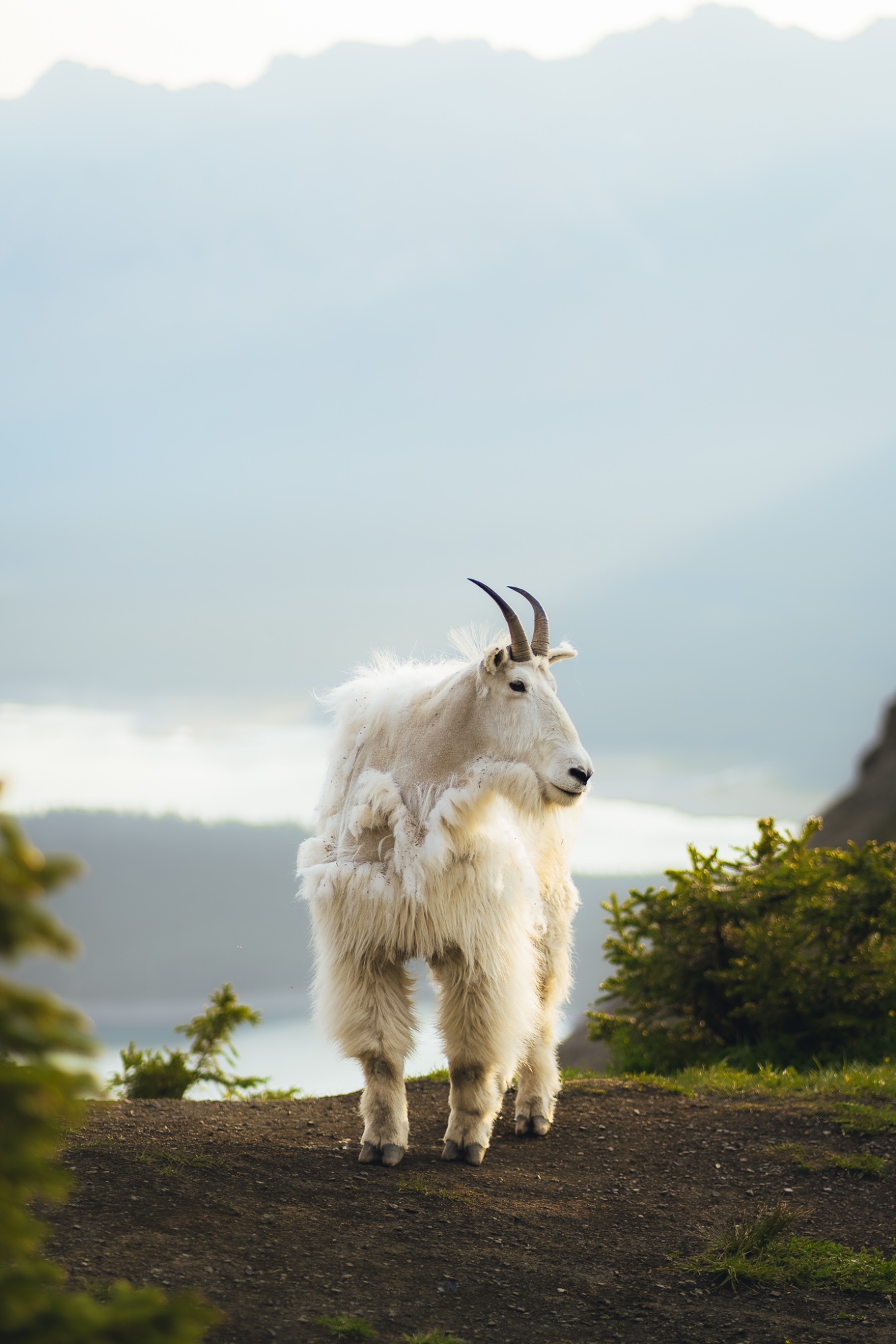 Cliff Guardian