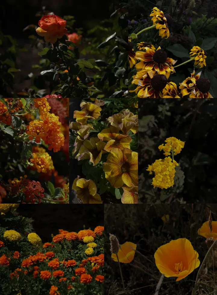 Late Summer Light