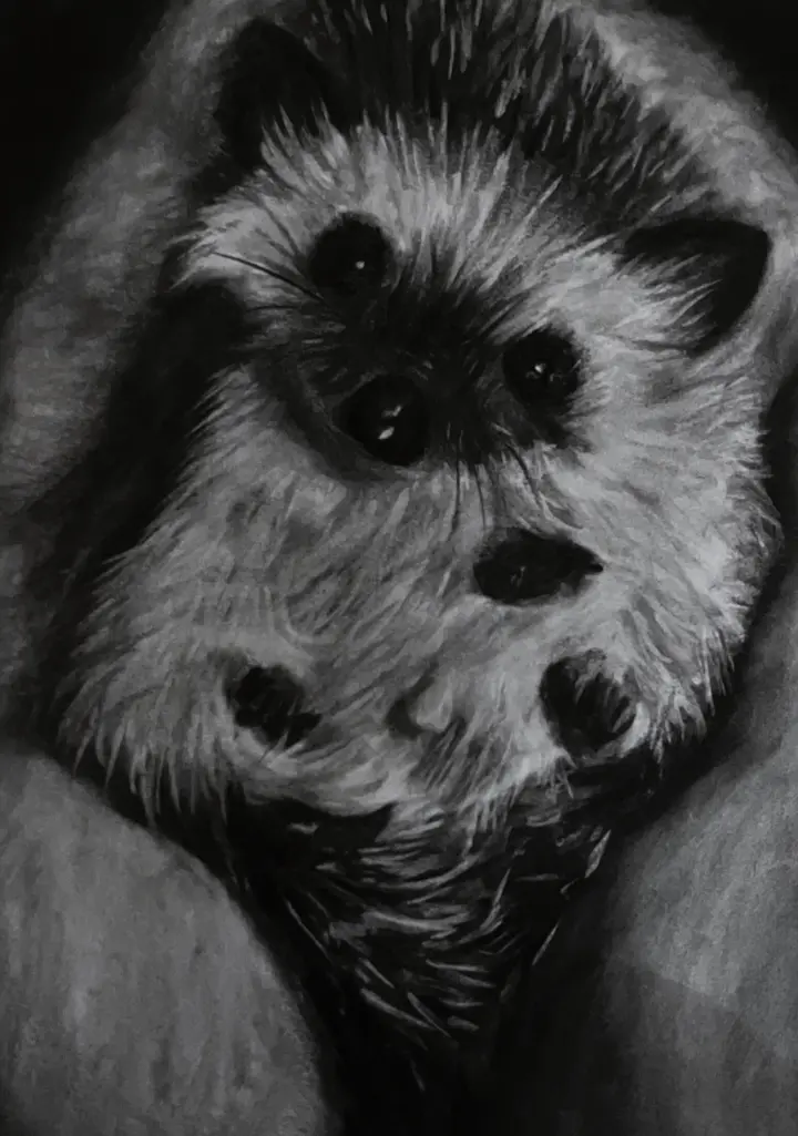 Little Hedgehog