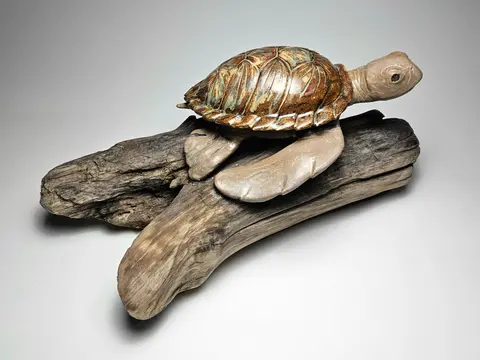 Sea Turtle on Driftwood