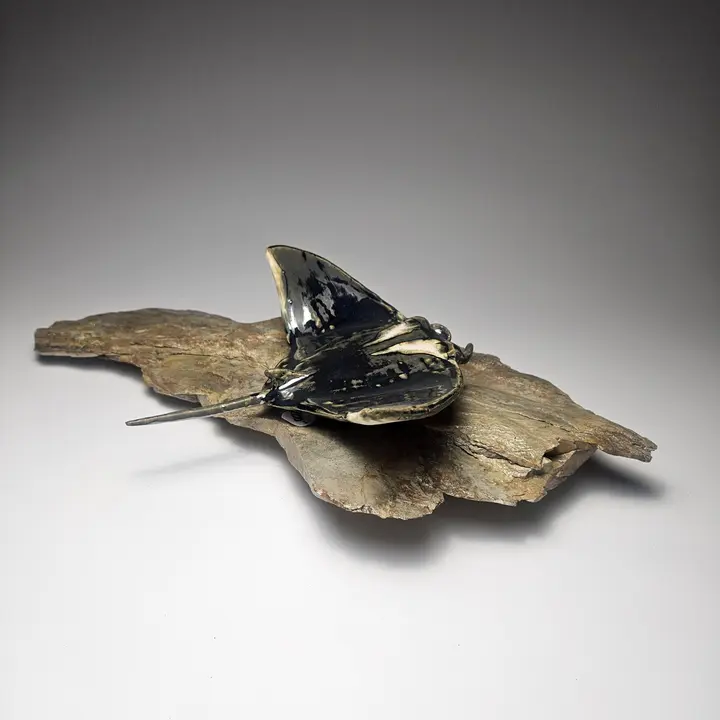 Manta Ray on Rock