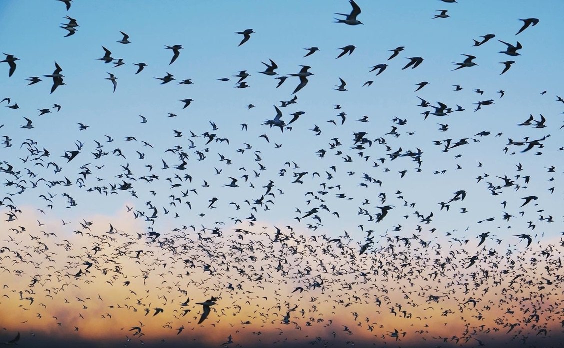 Arctic Terns over Noordhoek Beach