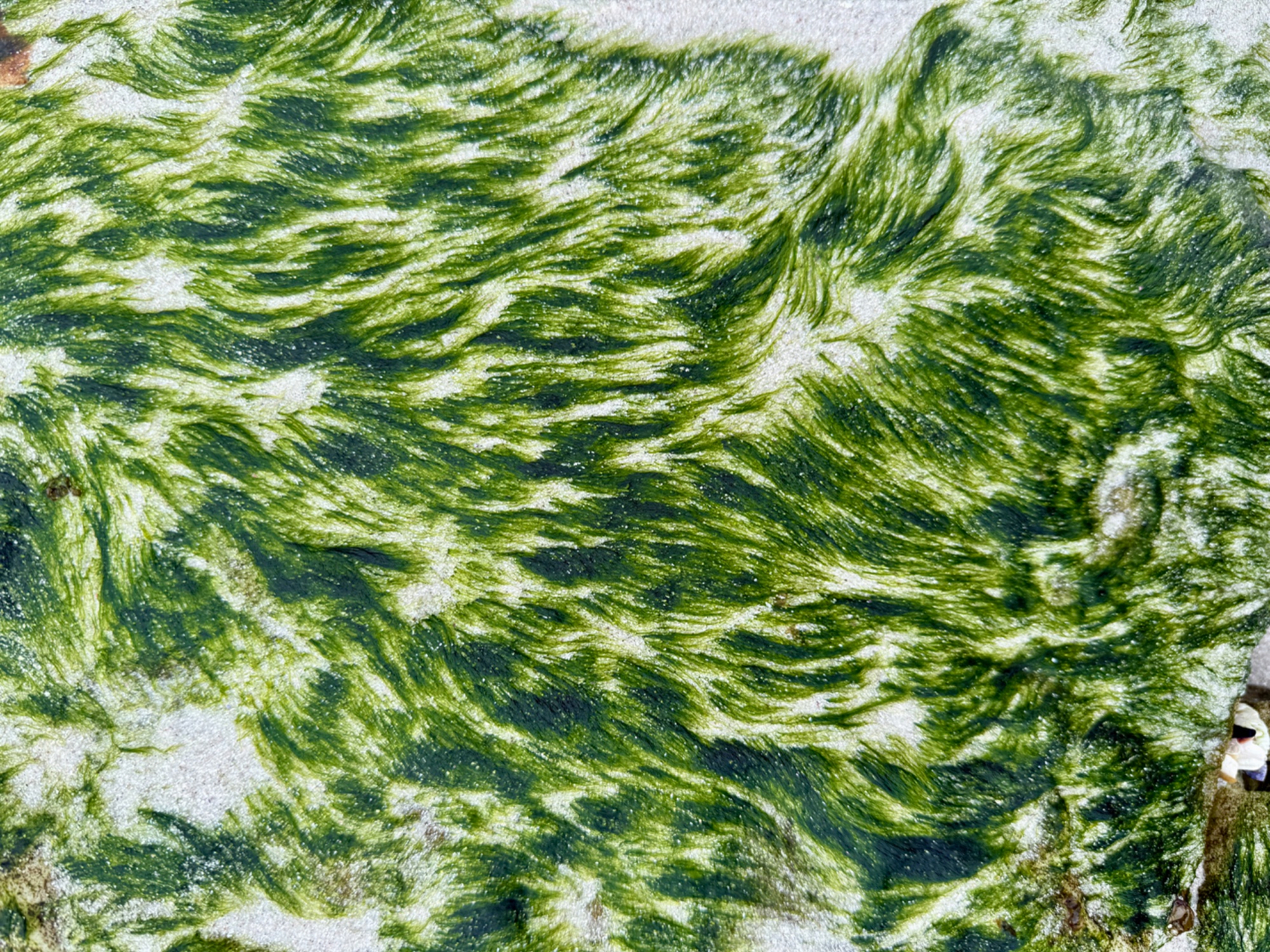 Natural Patterns