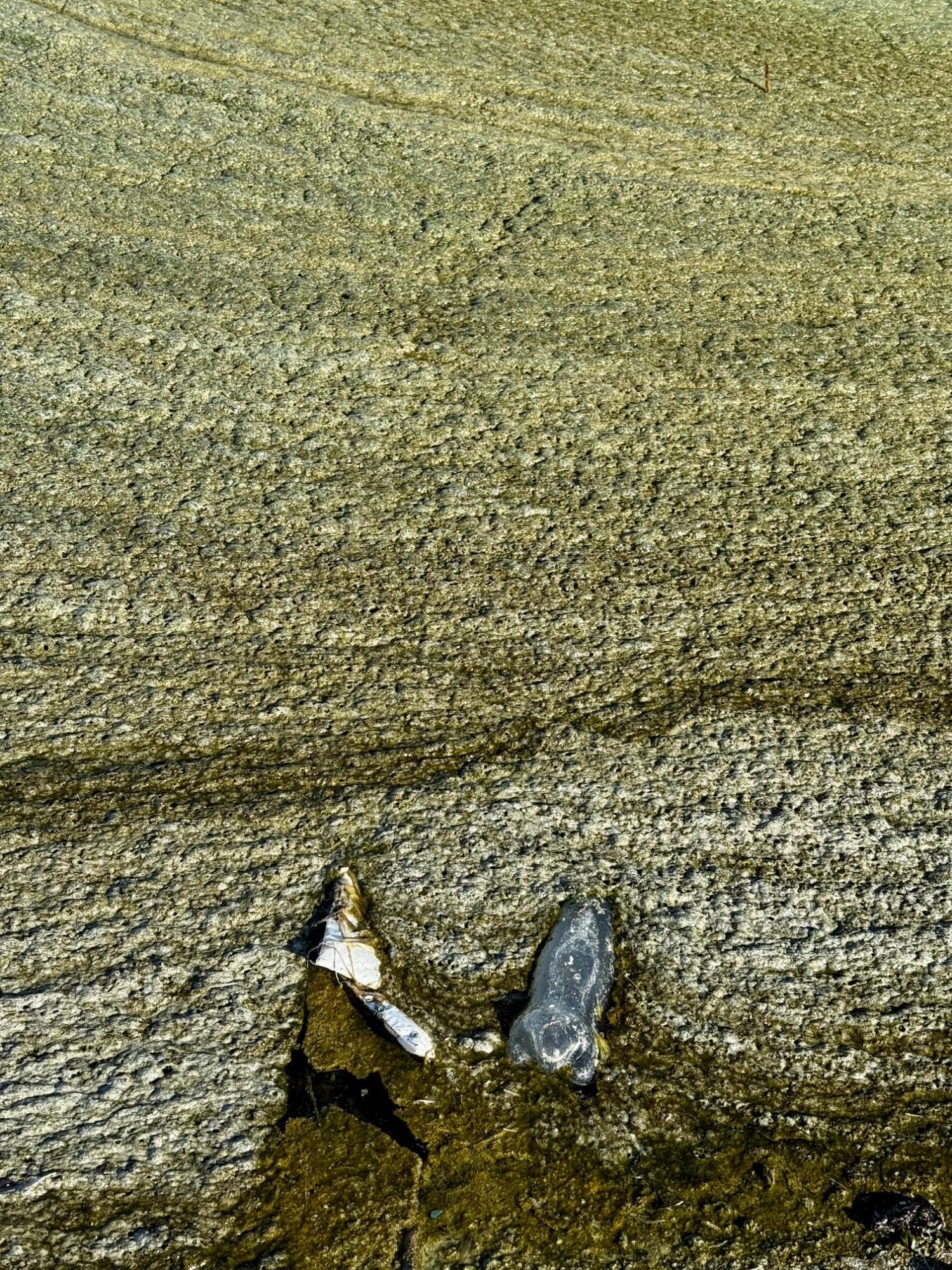 Plastic pollution