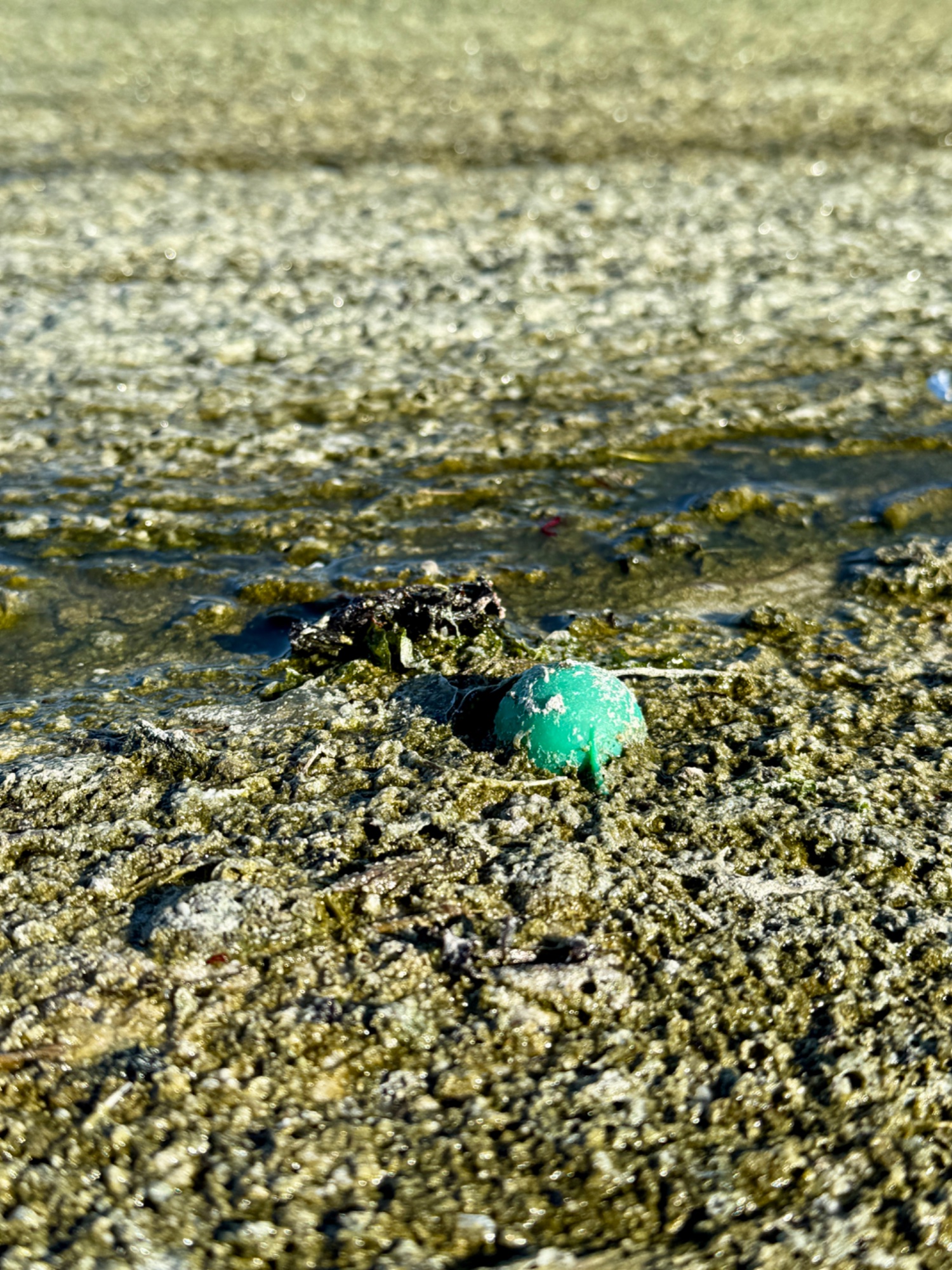 The wrong greens