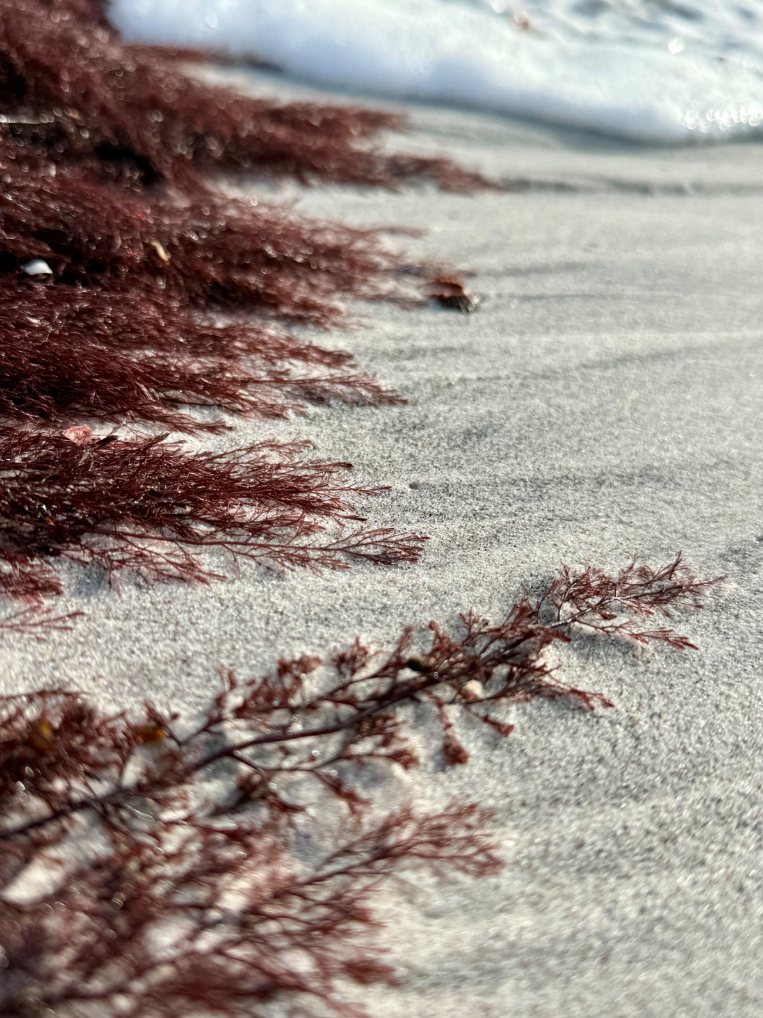 Whispers in the sand