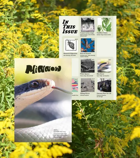 Minnow Magazine Issue 1