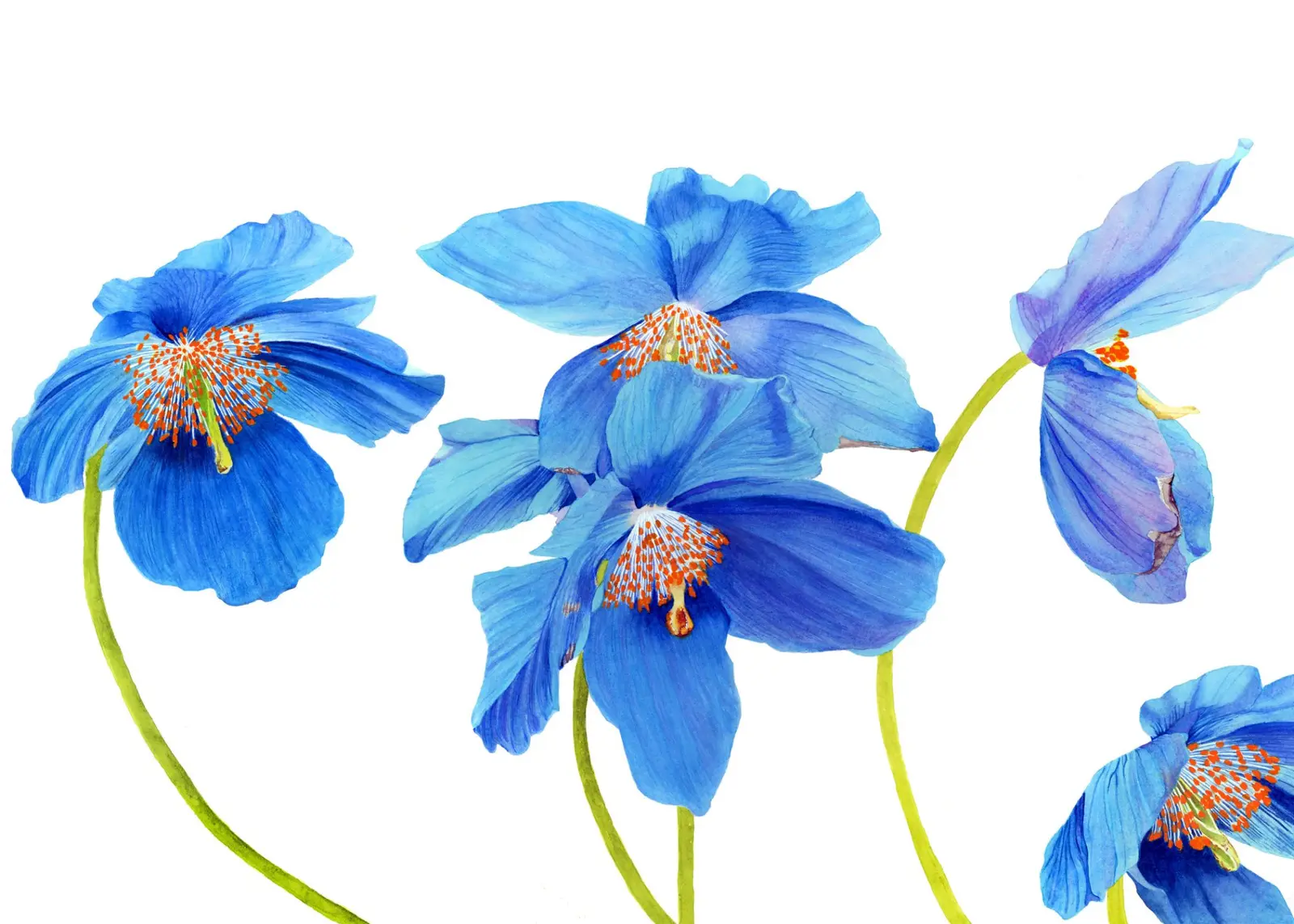 Blue Crush