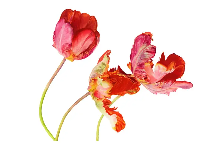 Danse des demoiselles