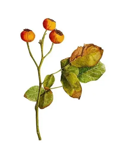 Rosehips