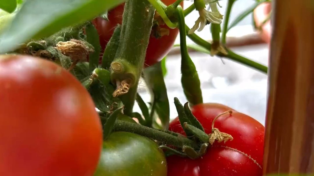 Balkonien – Toni and Thoma: The Art of Growing